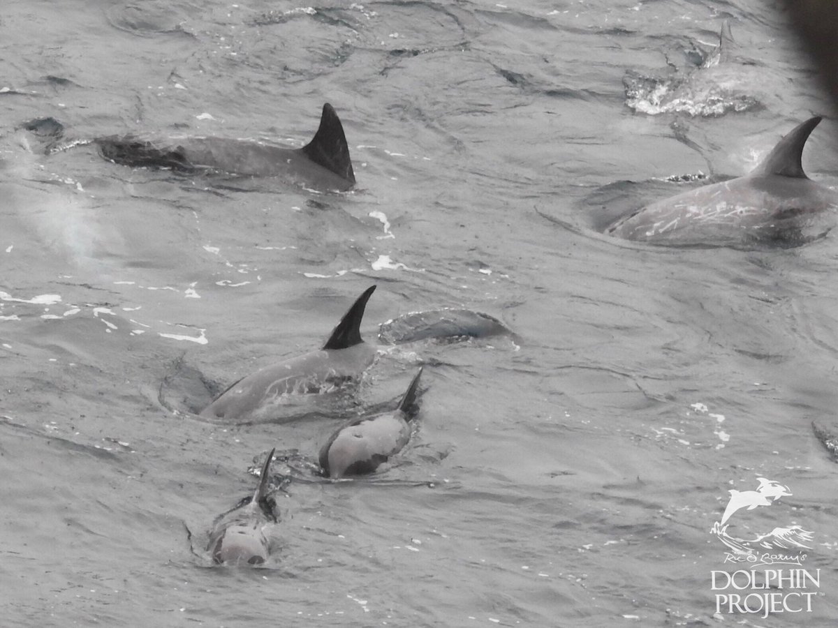 Dolphin_Project's tweet photo. Taiji: Brutality for dolphins continues into the first day of February. A pod of 17 Risso’s dolphins, including one calf, was slaughtered in the Cove this morning. Full report on Instagram and Facebook. 2-1-18 3:25pm #dolphinproject https://t.co/89c9OO4OQz