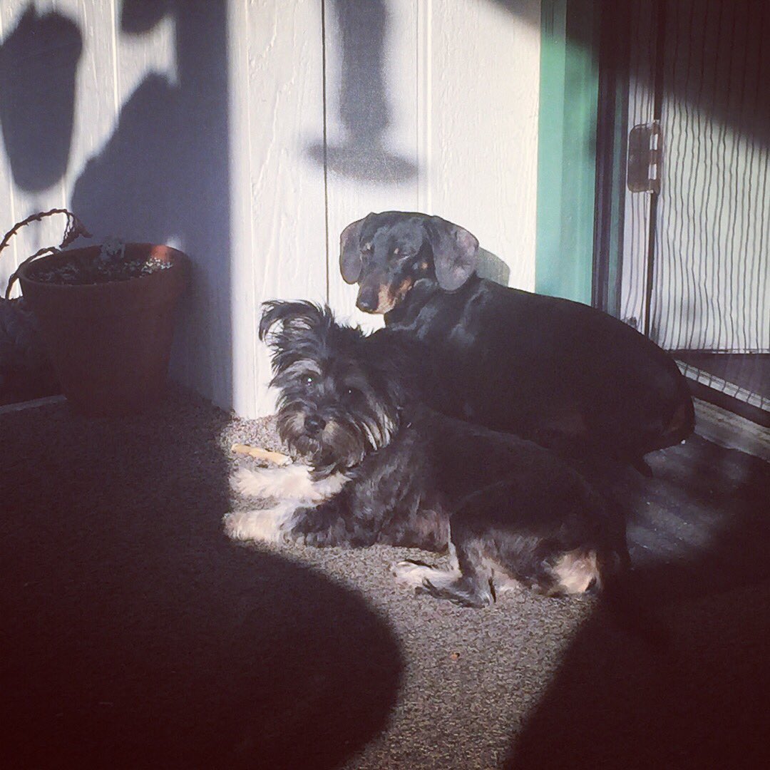 BeachedWeenie's tweet photo. ...sun kissed. ☀️ #morningsun https://t.co/HLHFJ8pk2d