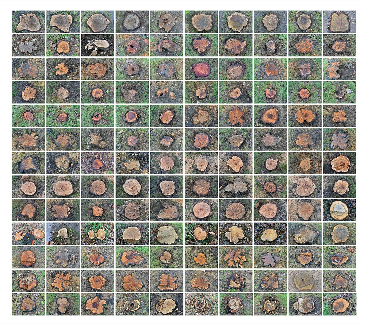 KeaneMJ's tweet photo. This is what 1 hectare of tree canopy looks like after the trees it was made of have been felled (130 tree stumps from Beckenham Place Park #BPP ) https://t.co/xs6zHNRbE0