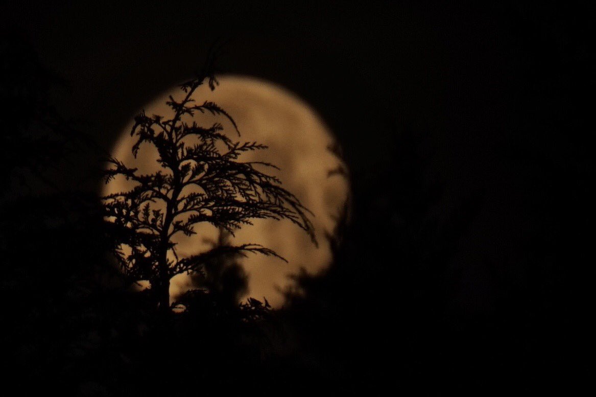 Richard Cook tweet media