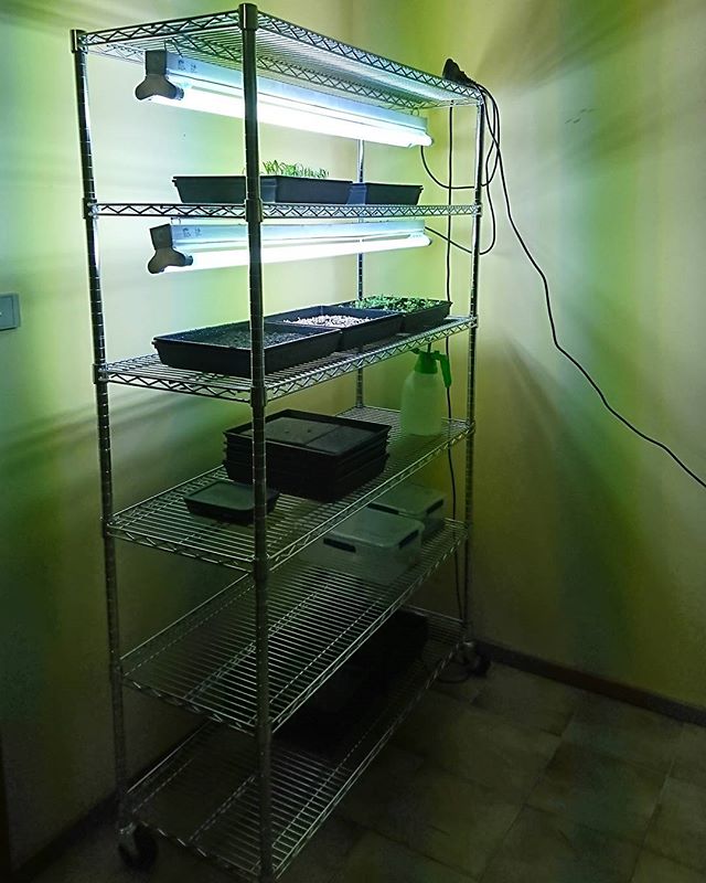 sureformsandbc's tweet image. We've started growing some of our own food, it's step 1 in a much larger journey. This is our microgreens set up for now. As @denise_isaac says in her video we've got salad mix, radish, basil and spinach under the lights. We've also got sunflower, mustard…