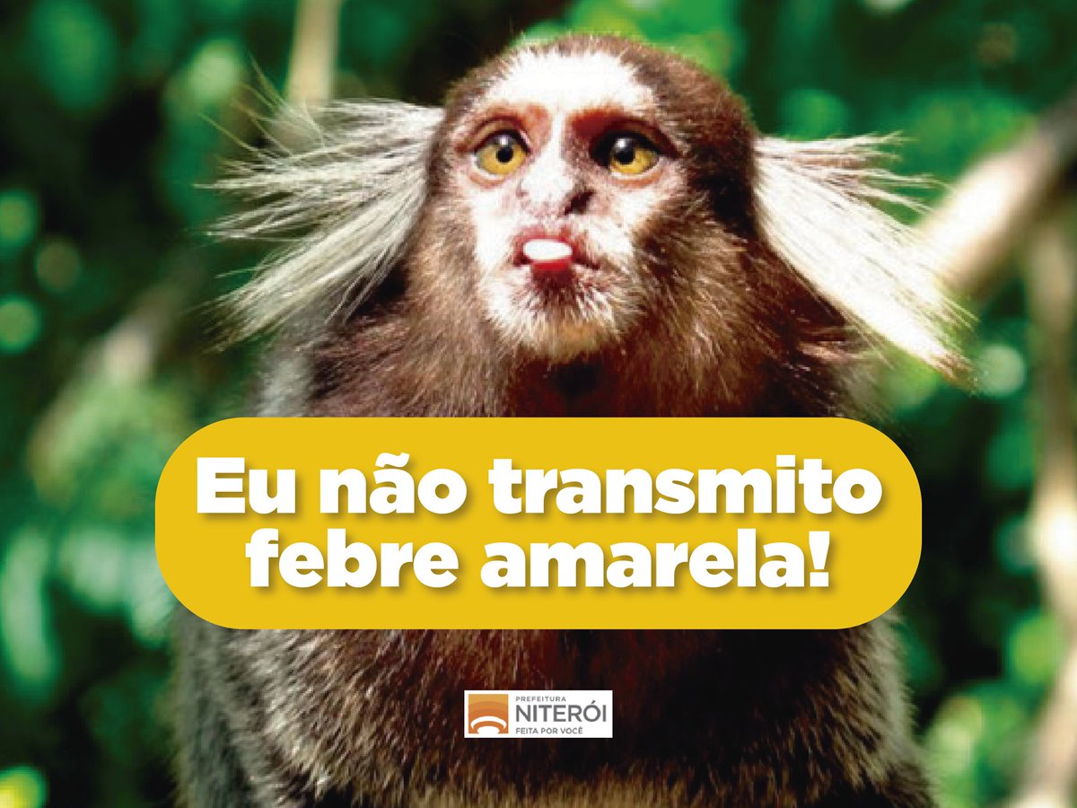 Macacos não transmitem a febre amarela e maltratar ou matar esses animais é crime! Atenção: goo.gl/PKFTsT #febreamarela