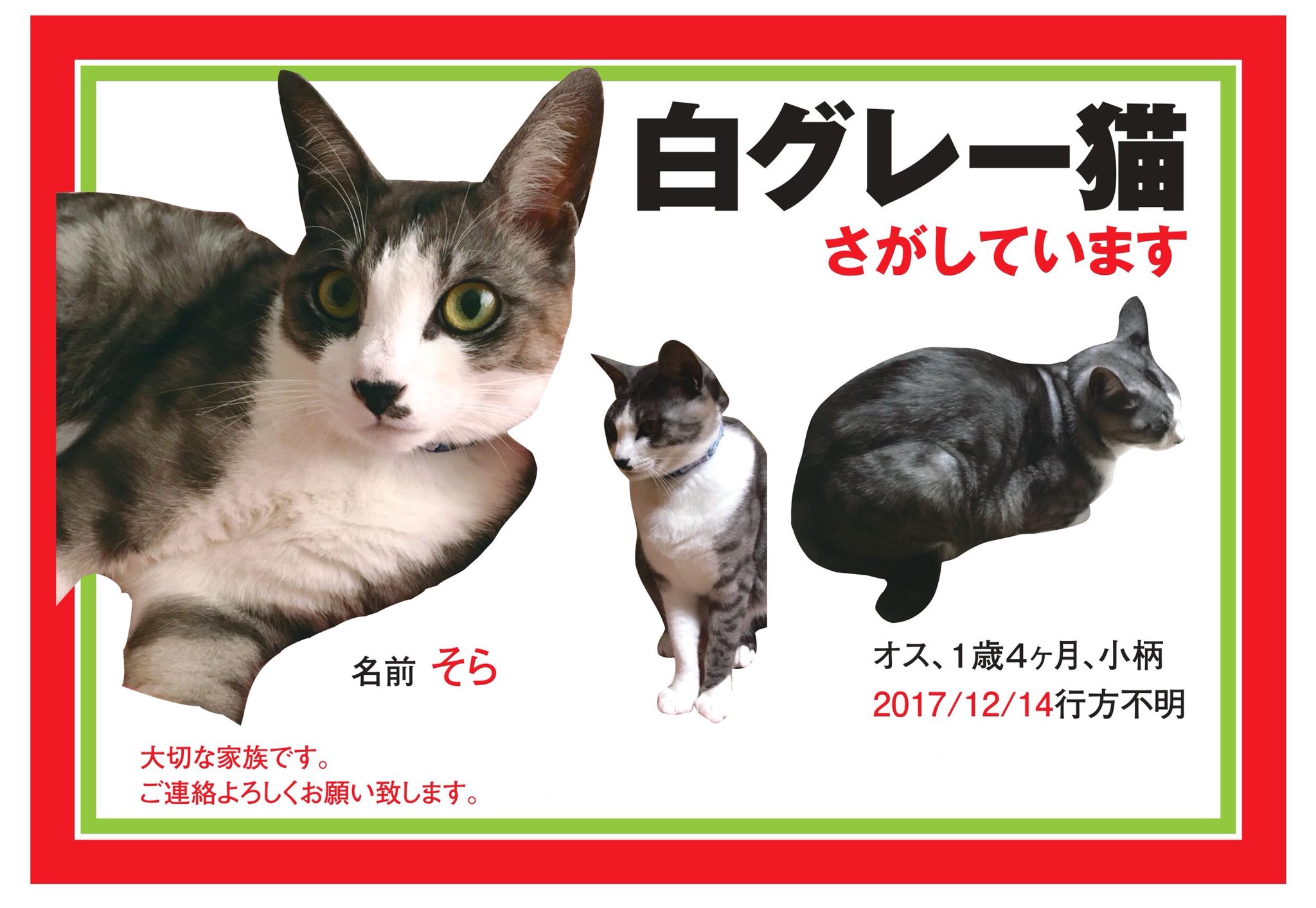 白グレー猫探しています 拡散希望 白グレー猫さがしています 大切な家族です 目撃情報などご連絡よろしくお願いいたします 静岡県 富士市 富士見台 猫 探しています 迷い猫 行方不明 オス 雑種 T Co Ycpnwqmbga Twitter