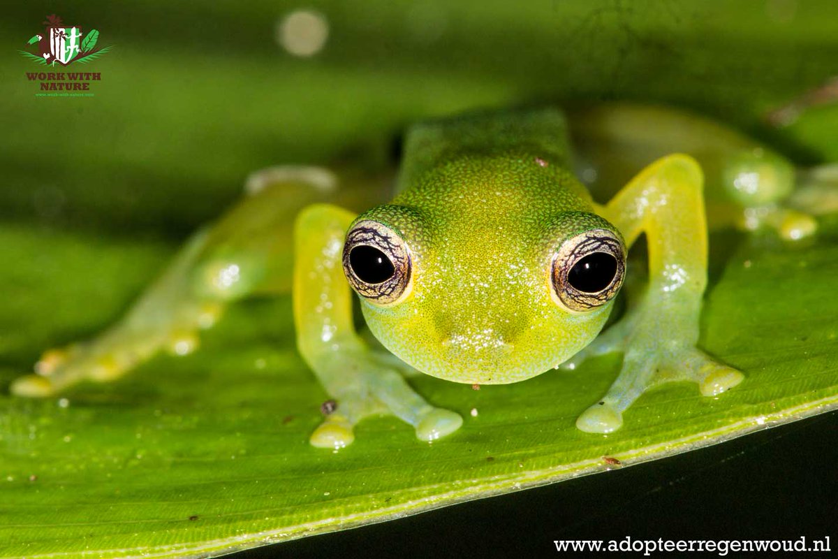 Onderzoek in het regenwoud met prachtige resultaten! Als klapper op de vuurpijl troffen we afgelopen week een bijzondere glaskikker aan. Deze Hyalinobatrachium dianae – Diane’s Bare-hearted Glass Frog werd pas in 2015 ontdekt en beschreven en is endemisch voor Costa Rica!