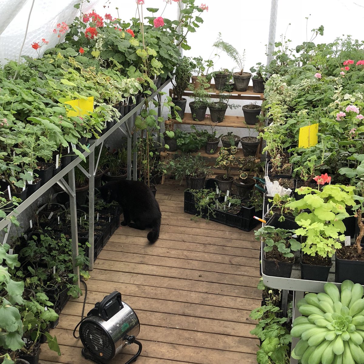 TommyTonsberg's tweet photo. Snow, snow, snow. But inside the greenhouse it’s an oasis 😊 https://t.co/fKCdpYhfo9