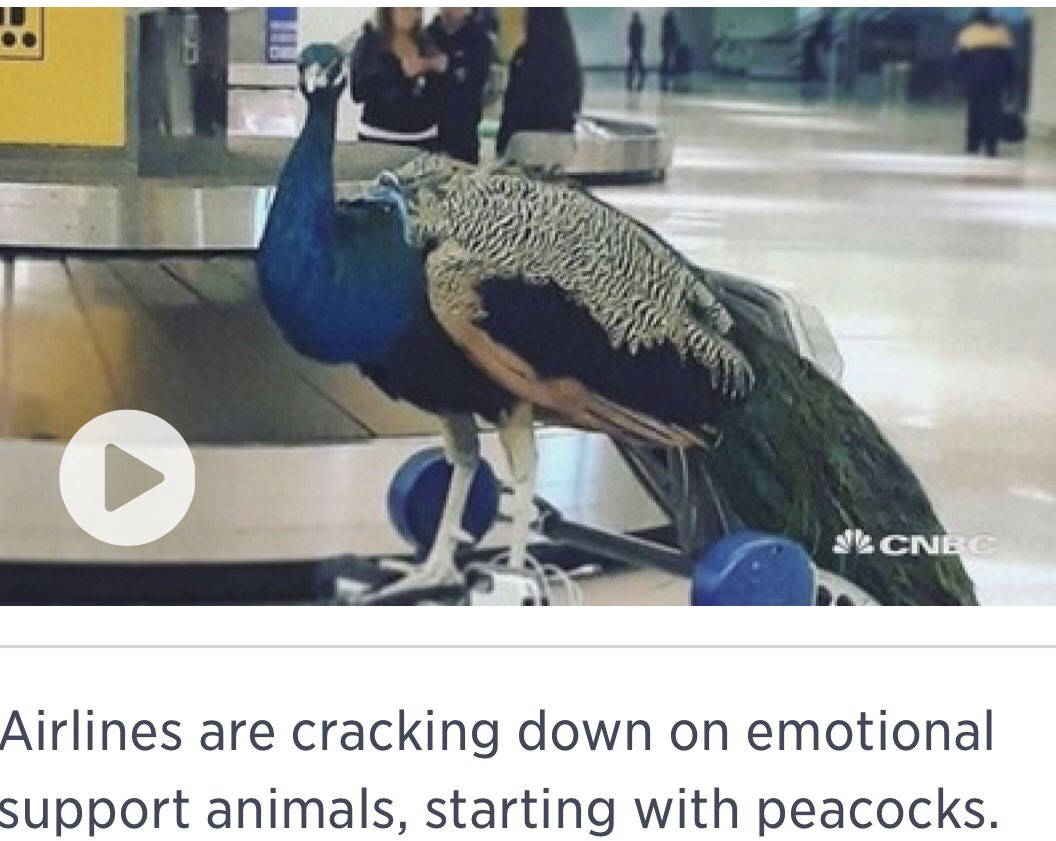 milluk's tweet photo. @BrianStock @LasonicLover @BuzzFeed As long as I can bring my emotional support peacock #not-on-united https://t.co/oDc1Bg27pR
