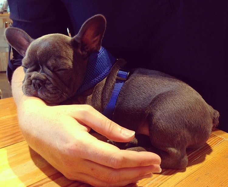 Throwback to when Pepé was a dinky little pup &amp; decided to have a power nap on the till!😍🐶🐾 #ThrowbackThursday