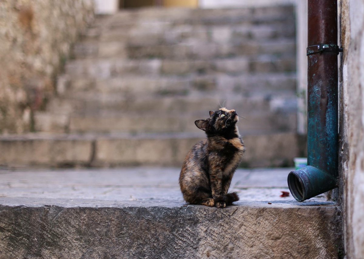 MaliTheCrocat's tweet photo. It's the first day of February! Which means it's time to reveal another kittie <3 #catsofdubrovnik https://t.co/FVYO5NbPbY