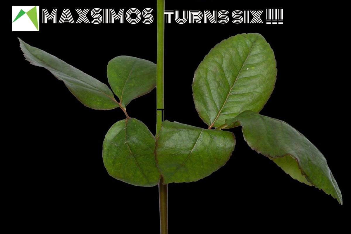 MaxsimosTech's tweet image. #Maxsimos - turning a new leaf, we are now six years old😀
