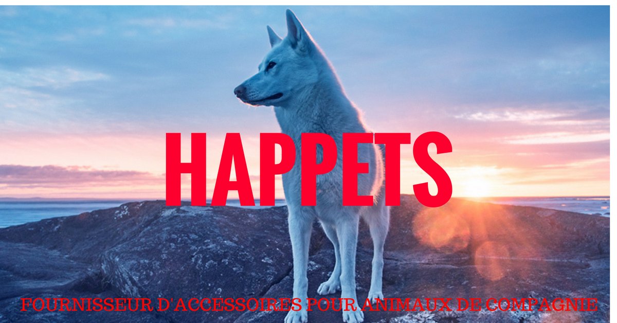 HAPPETS (@chienaccessoire) on Twitter photo 