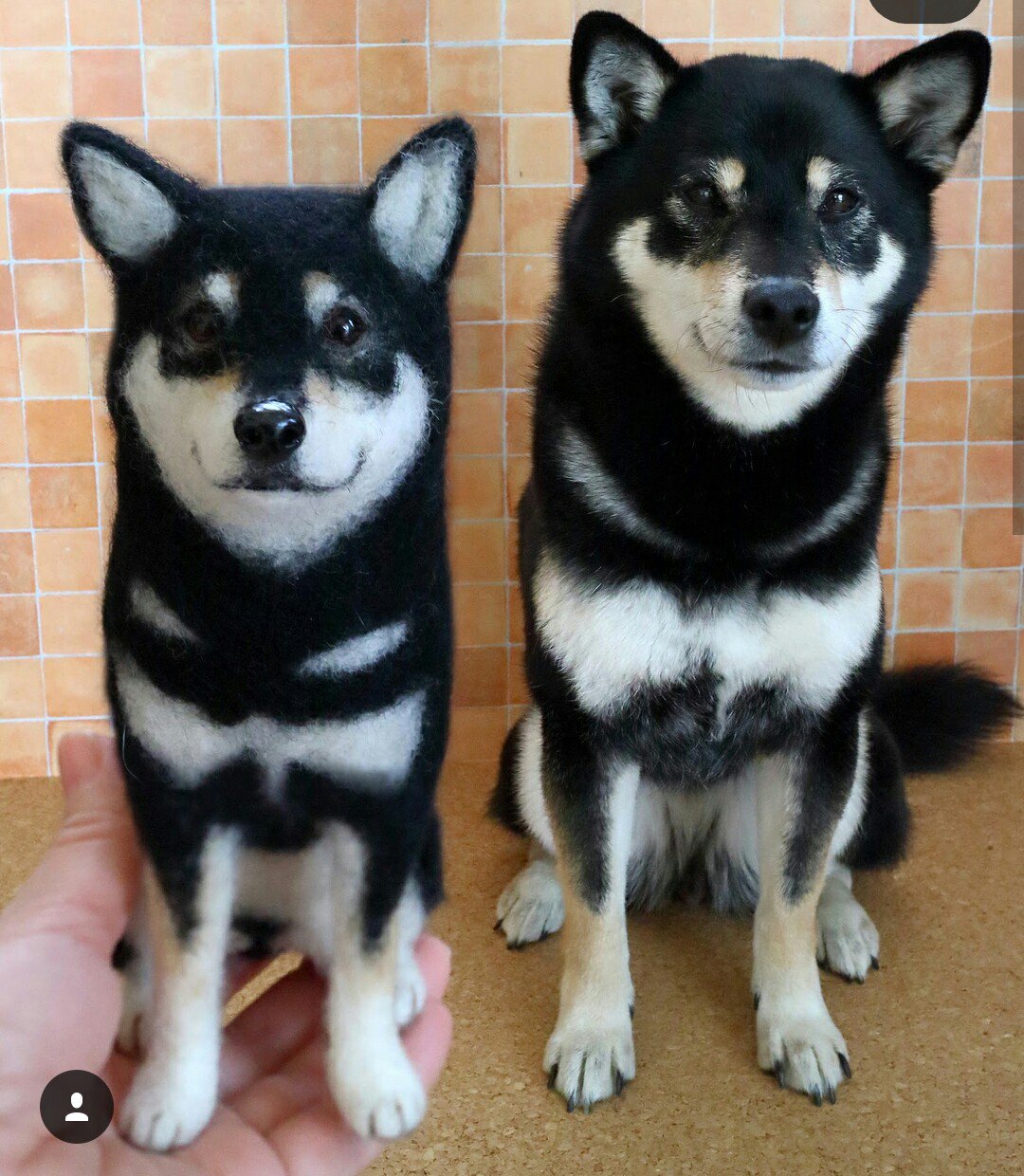 受注製作】 ハートチョコを持つまゆ柴犬(赤柴・黒柴・白柴) 羊毛