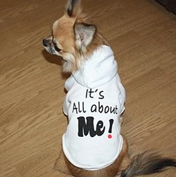 HAPPETS (@chienaccessoire) on Twitter photo 