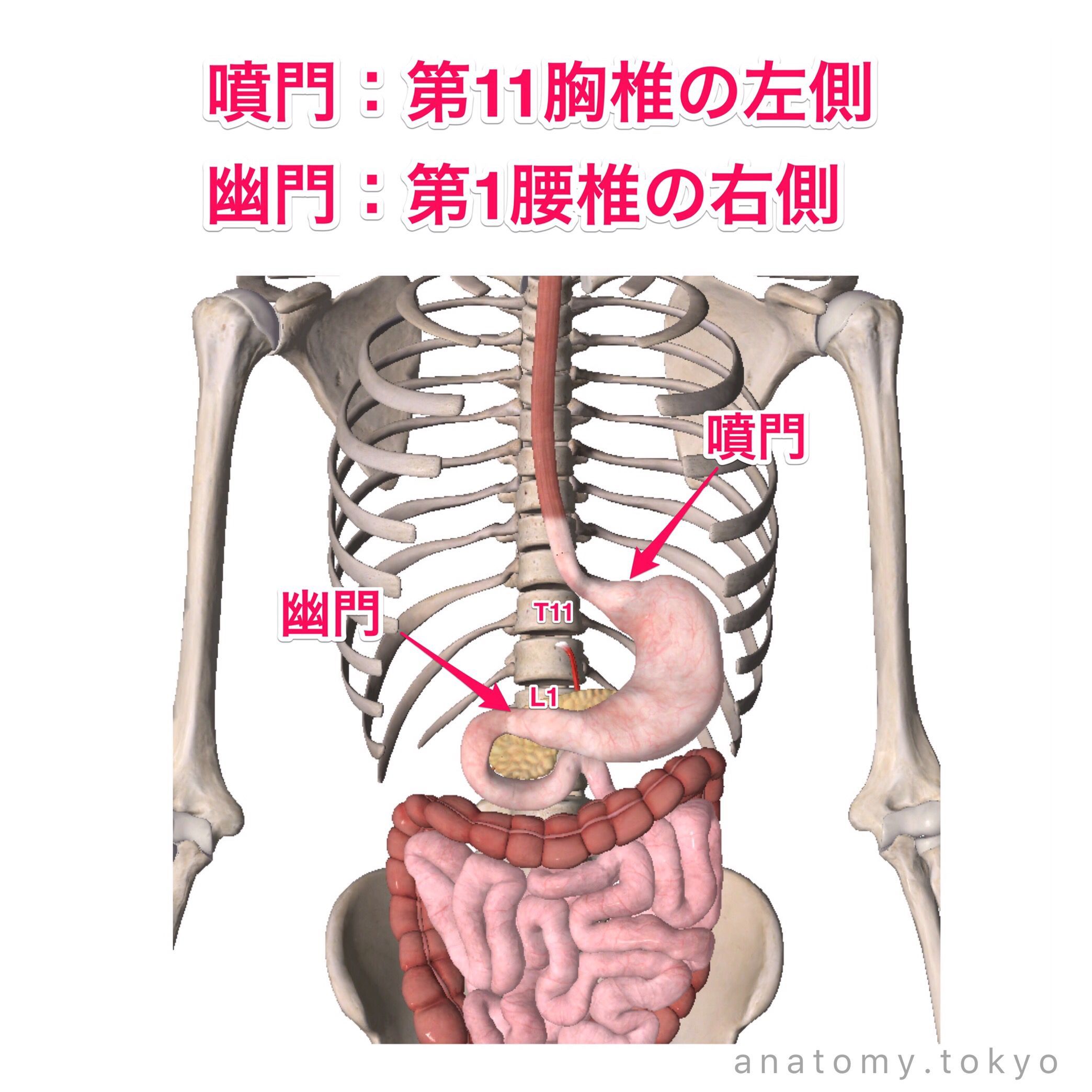 黒澤一弘（かずひろ）解剖学IT教育・指圧師・ラダック в X: „胃