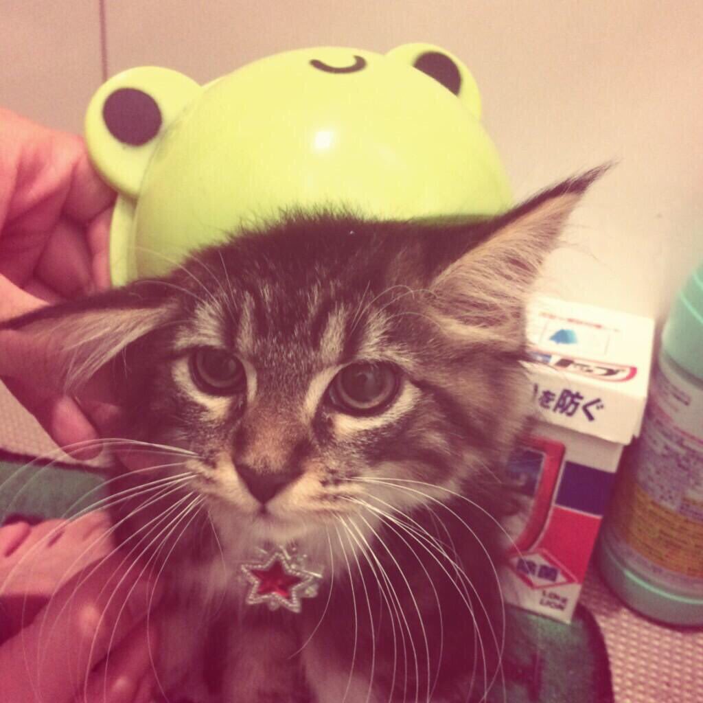 🛼 ばに 🛼 tweet media