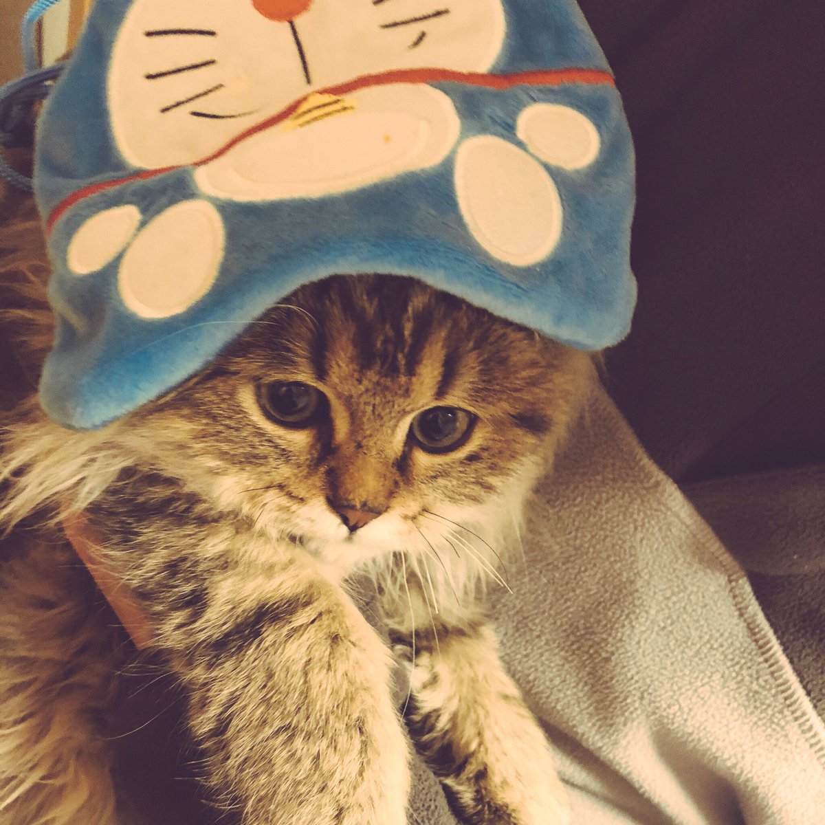 🛼 ばに 🛼 tweet media