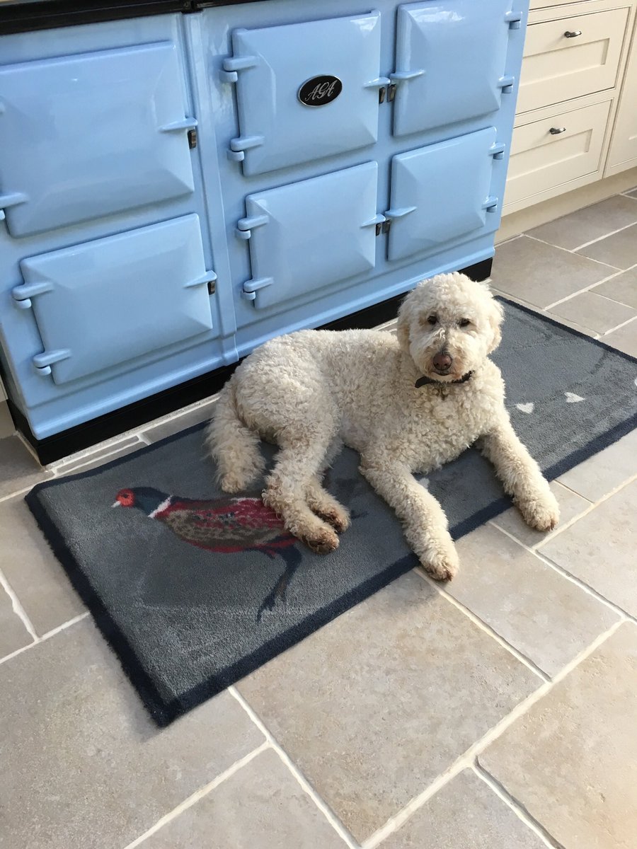Less than a minute from putting the new <a href="/AGACookshop/">AGA Cookshop</a> rug down before Maisie claimed it. #dogsandagas
