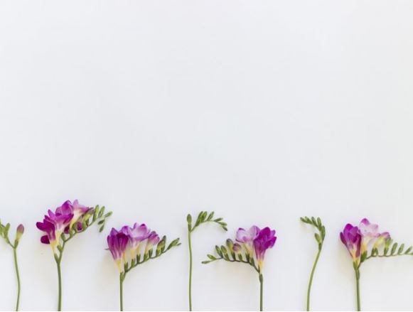 Lavendel tweet media