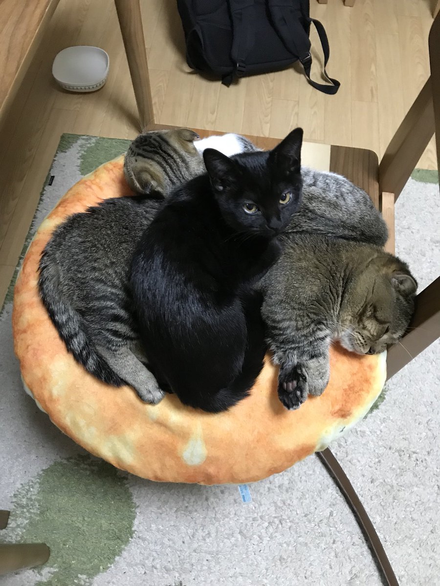 sim_y1109's tweet photo. 今日のねこですっ https://t.co/2chUkDP7l4