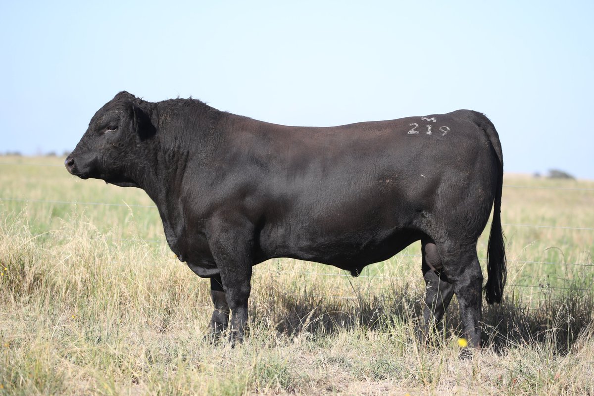 LCSBlacks's tweet photo. Field day coming up on Tues 6th. We'd love to see you there! Sale catalogue, pics and video on https://t.co/Usl6FH82AZ
#lcsblacks #blacksimmental #maternalpower #simangus https://t.co/vmeDmq7wck