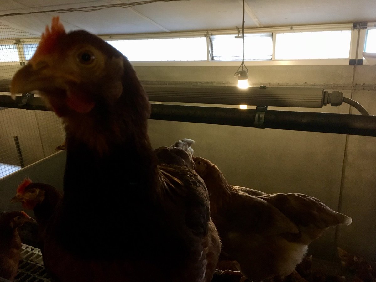 JanHeinNikkels's tweet image. Klaar voor #bloedluistellen samen met @Hotraco en @WURanimal @WURlivestock