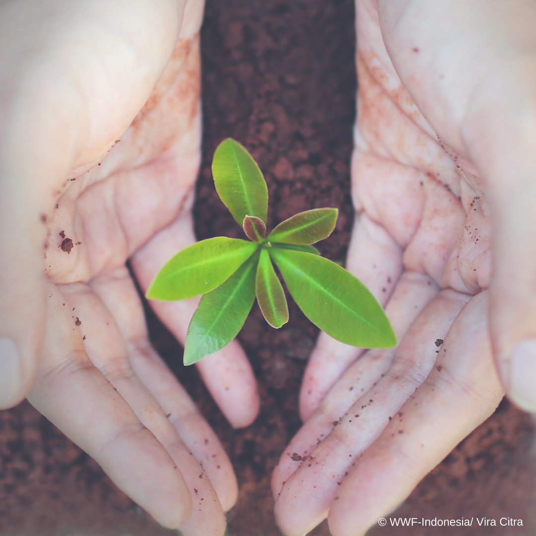 WWF_ID's tweet photo. Berikan sesuatu yang berbeda untuk orang yang kamu kasihi, tunjukan rasa cinta kamu dengan hadiah yang terus terawat dan tumbuh berkembang! 🎁🌱 Jadikan #MyBabyTree sebagai hadiah kasih sayang https://t.co/bgsH9A0tQi https://t.co/u8H2xciuzg