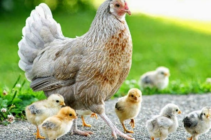 Mother hens are great teachers! 

They teach their chicks to communicate with over 24 sounds, each with a distinct meaning. 

whyveganism.com ❤️