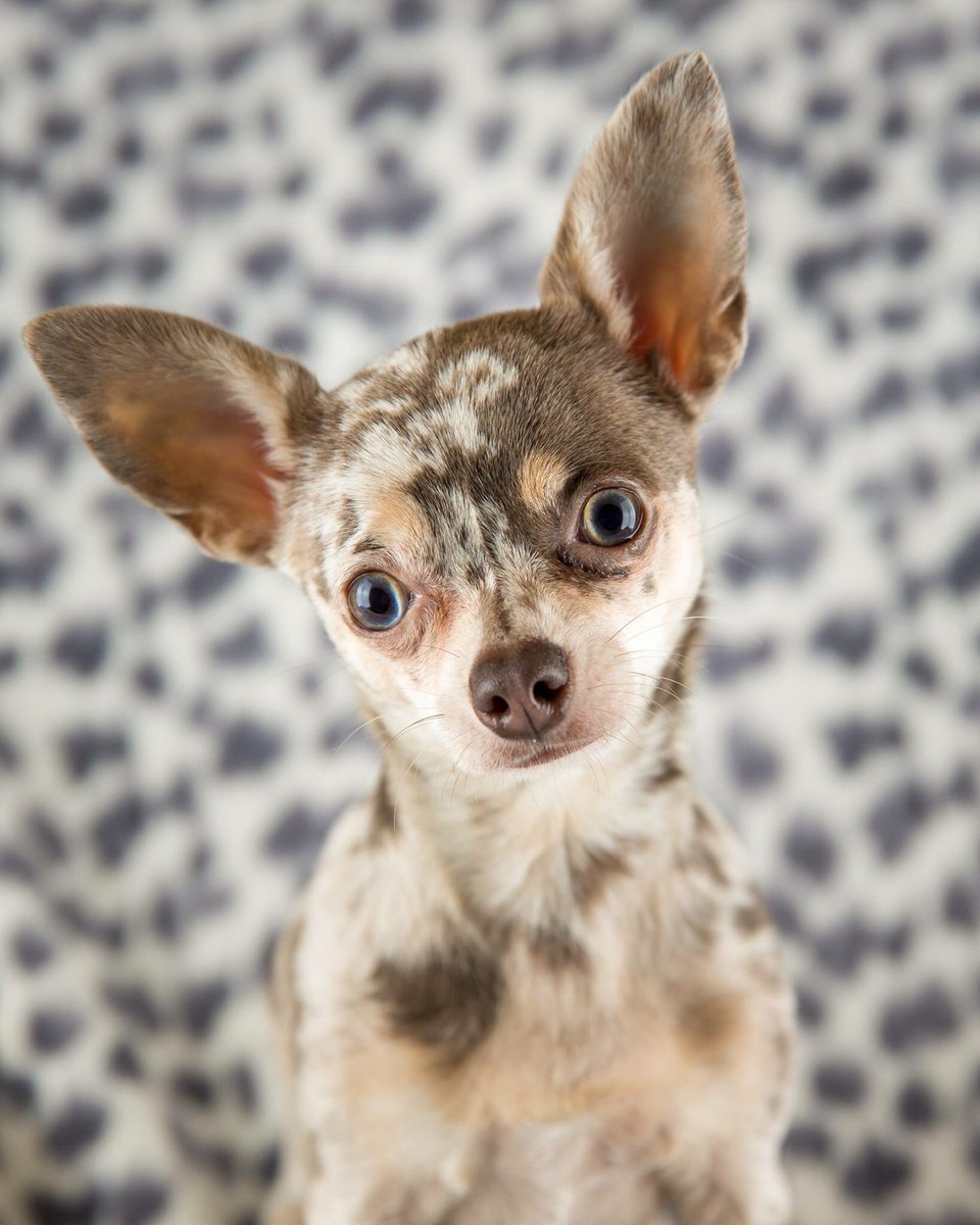 Bromley_Photo's tweet photo. To celebrate #YearOfTheDog we’re giving a 20% discount off all pet photo shoots booked in February. Call us on 020 8466 1411 to book now. #memories #Bromley #pet #photographer #studio #print #beckbromfl #bromleypopulo
https://t.co/xfxBm4X6Lm https://t.co/D5ZcZAGKRR