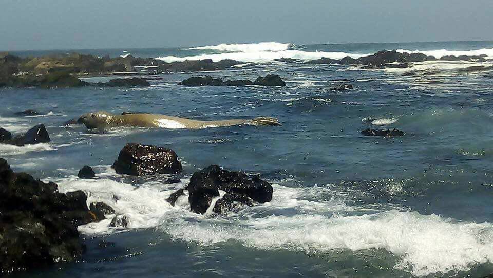 Novenacbc's tweet photo. En la Costa de tongoy anda un animal muy particular, un elefante marino https://t.co/Z8LfeQtEa2