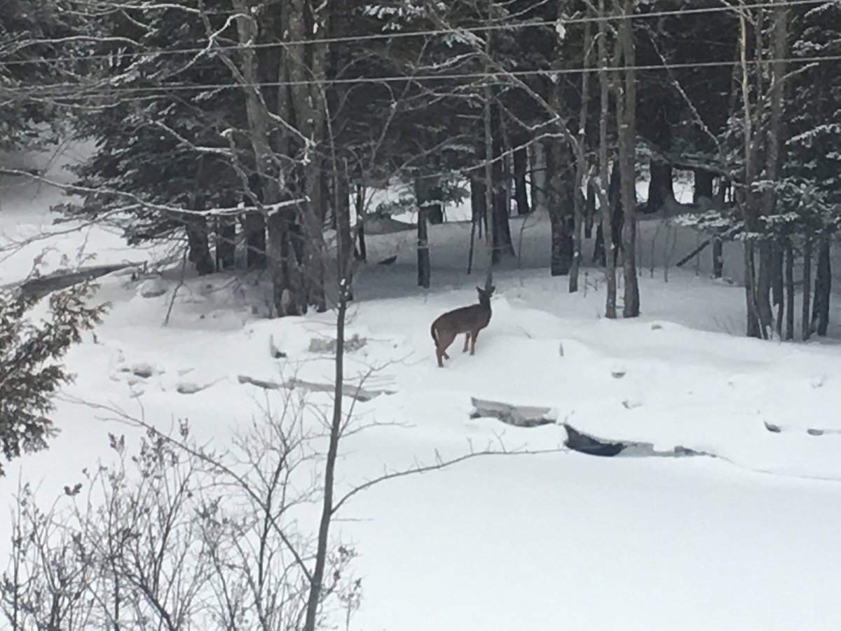 jomiejardine's tweet photo. My backyard this morning. #Fredericton #NB #Nassis #NorthsideStrongSide https://t.co/5tYaaw0zXn