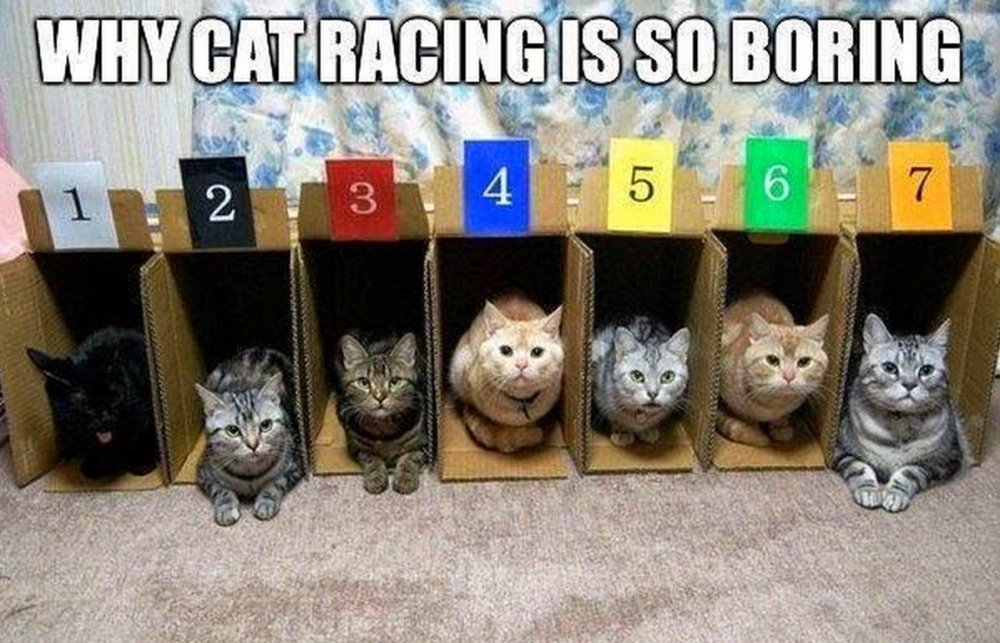 catsnkittys's tweet image. Catnip might get them moving!