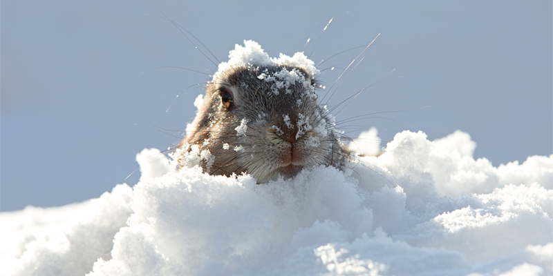 ZuluAudio's tweet photo. Will the groundhog see his shadow tomorrow? RT for early spring! <3 for 6 more weeks of winter! #groundhogday https://t.co/T7QOmMvDQZ