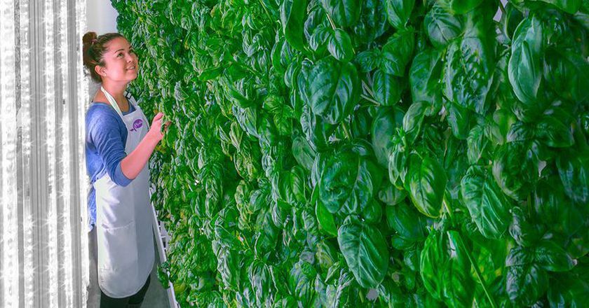 wef's tweet photo. This company wants to build a giant indoor farm next to every major city in the world https://t.co/XlufSASzAD #agriculture https://t.co/j0dCbEHLgH
