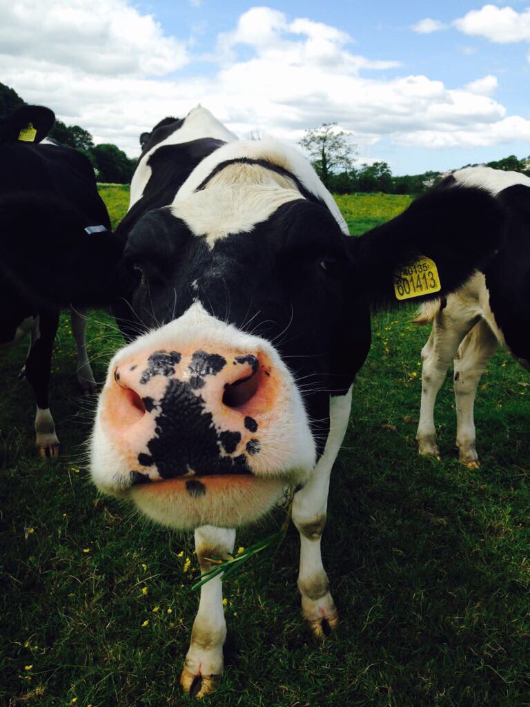 lianneelizabeth's tweet image. #Febudairy beings showing support for dairy farmers who work their asses off 24/7 to make sure that their cows are happy and healthy not to be judged by people who have never stepped foot on a farm just believe what they see online 🐮🐮 #Veganuary @FarmersWeekly @NFUWales