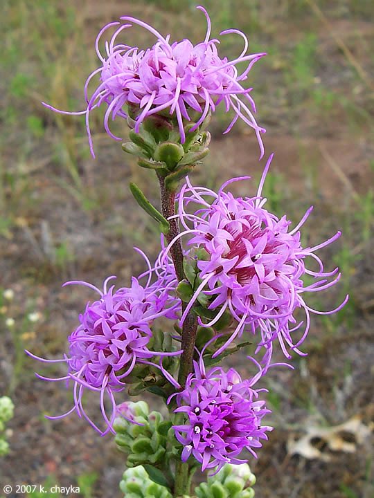 MortonPollinate's tweet photo. Plant of the day #3: Liatris Aspera Button Blazing Star!!!! Butterflies, hummingbirds, and bees are attracted to the flower. It grows 2 to 3 feet tall. #MortonPride @bio_otoole https://t.co/PXPqFp9YIN
