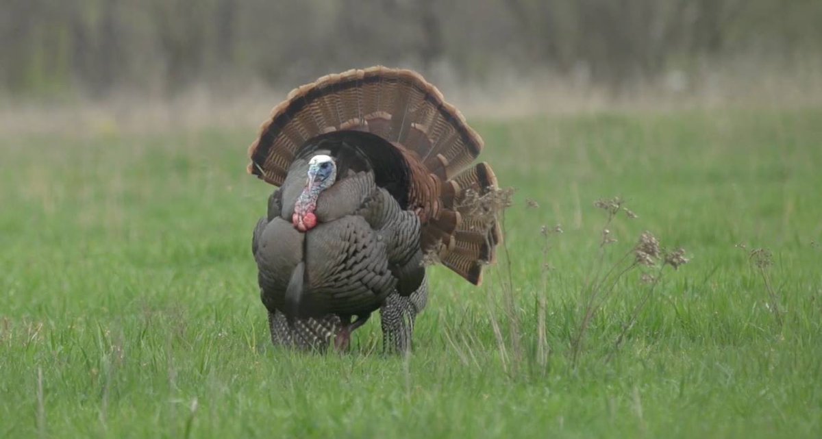 eddieturkeyman's tweet photo. Closing the distance... https://t.co/O1IzMpjxlD