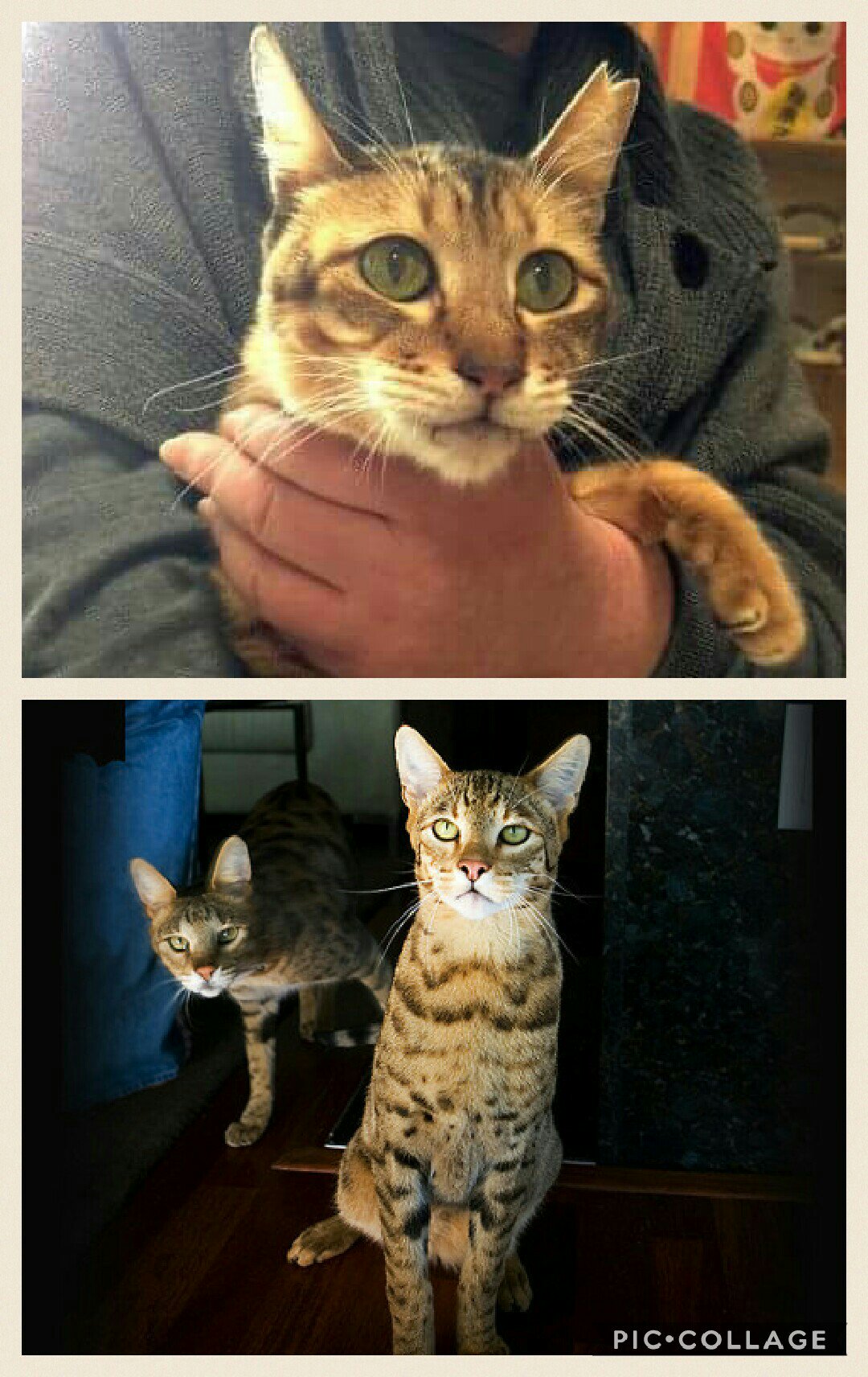 Ibuki A K A Ikubee 一日一絵 2月始まりましたね 思わず日付間違ってしまいましたょ 寒いと脳みそまでガチガチに固まるなぁ うううぅ あと うちの子 上 アシェラ 下 に似てません うちの子は全くの雑種でございますがね