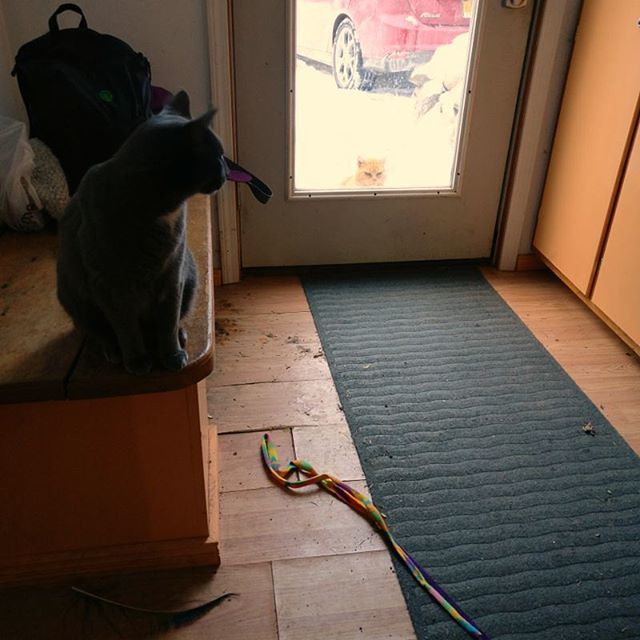 bcwinkler's tweet photo. He's trying to woo the gum-eyed barncat with his least favorite toy. Pretty suave. https://t.co/yMDn7grpI9 https://t.co/nlXkas1MbI
