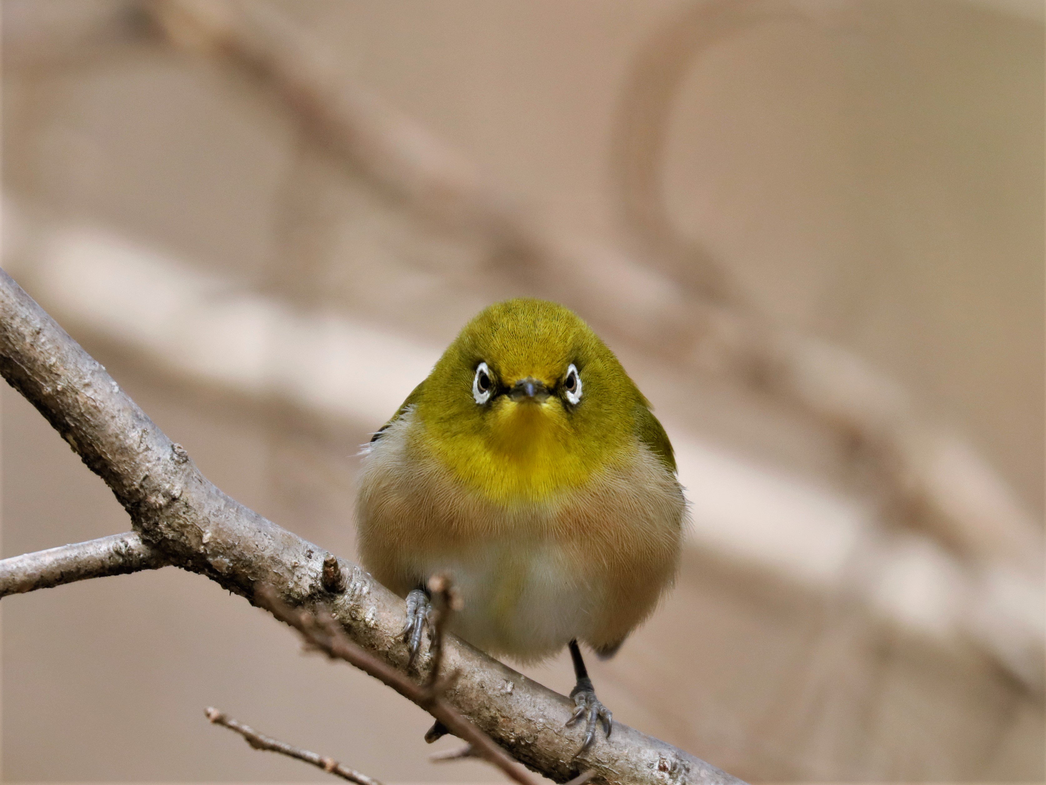 赤蜜蜂 メジロ 鳥の正面顔 このタグをみた人はド正面写真を貼る あっち見て こっち見て ど正面 T Co Wtjzfyatkg Twitter
