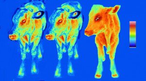 鏡像さん がハッシュタグ このリプ欄にはグロ画像があります をつけたツイート一覧 1 Whotwi グラフィカルtwitter分析