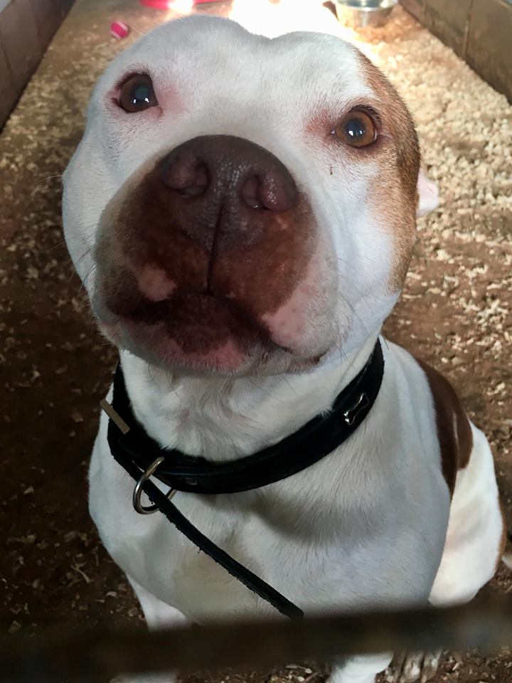 Lost/Found Northants tweet media