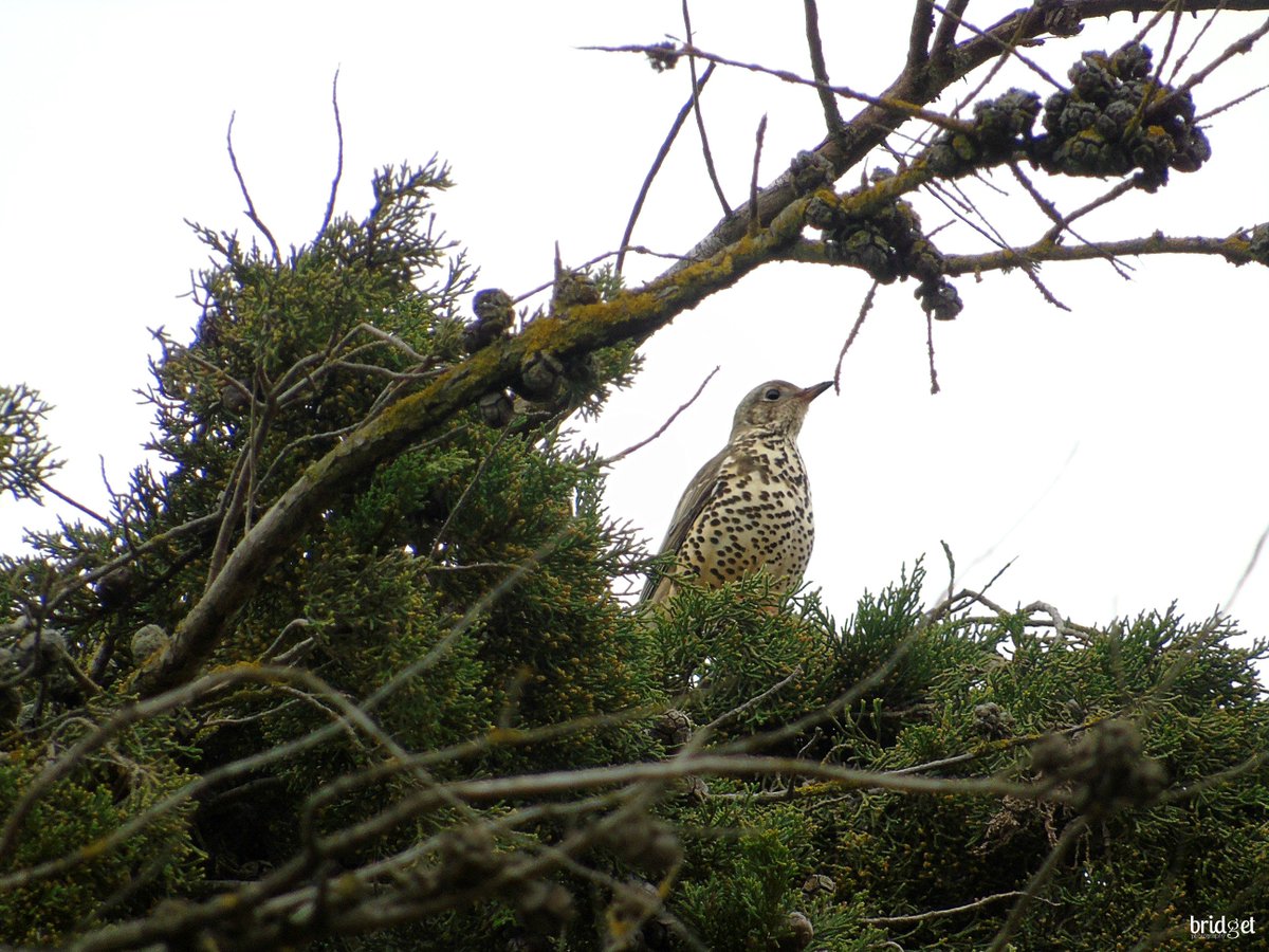 shillorganics1's tweet photo. The resident Mistle Thrush (Turdus viscivorus) is most likely to be noticed perched high at the top of a tree, singing its fluty song or giving its rattling alarm call - so happy to have them on the farm #awesome #birds 
https://t.co/v4sxTBbLex https://t.co/6yPfOvbQiE