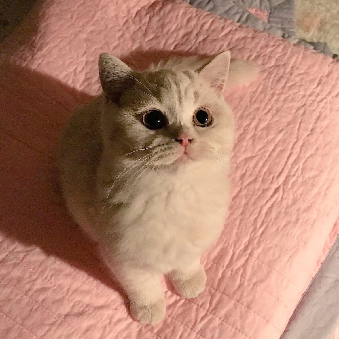 ちょこんと座ってこっち見る姿がかわいいすぎる😂