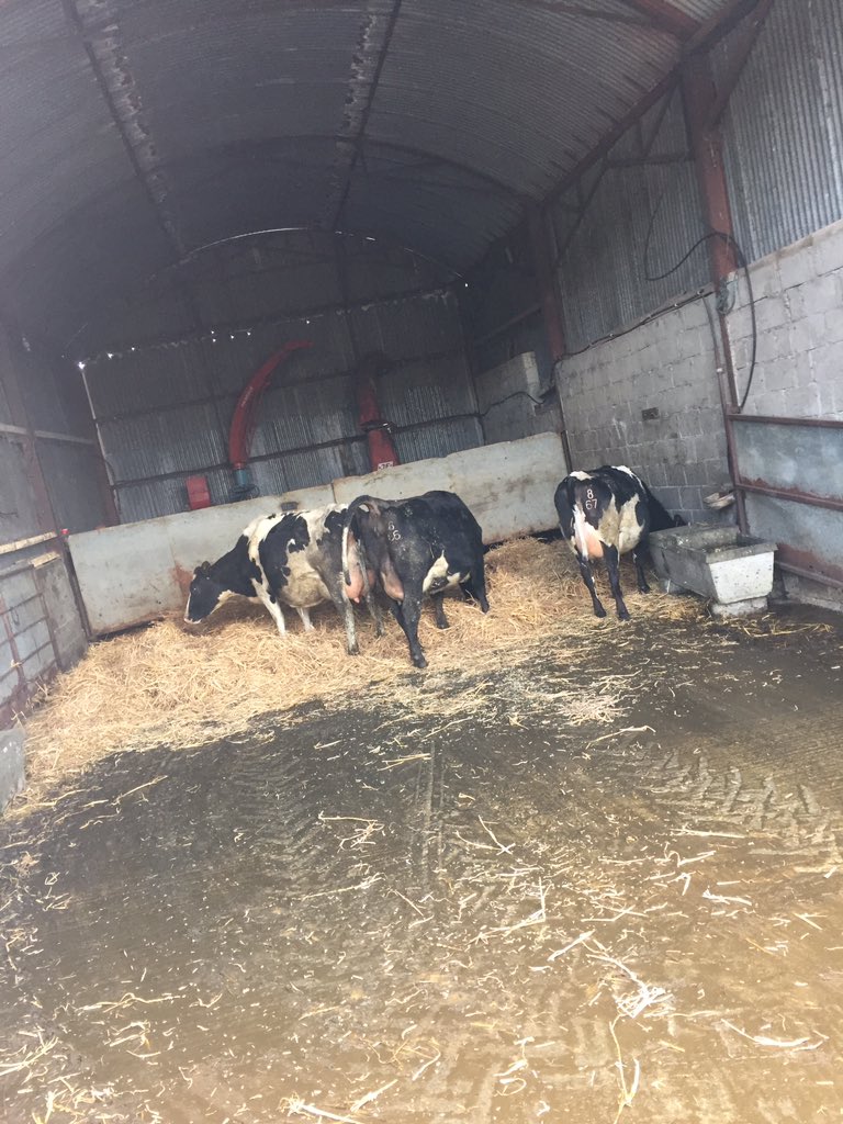 tomtwine2459's tweet image. Calving shed cleaned out and fresh straw added, to have the best start to newborns reducing risk of infection/sickness and use of antibiotics, important to have cleanliness a priority on a food producing farm #febudairy