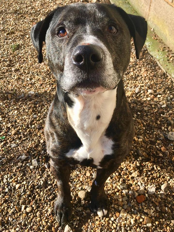 Lost/Found Northants tweet media