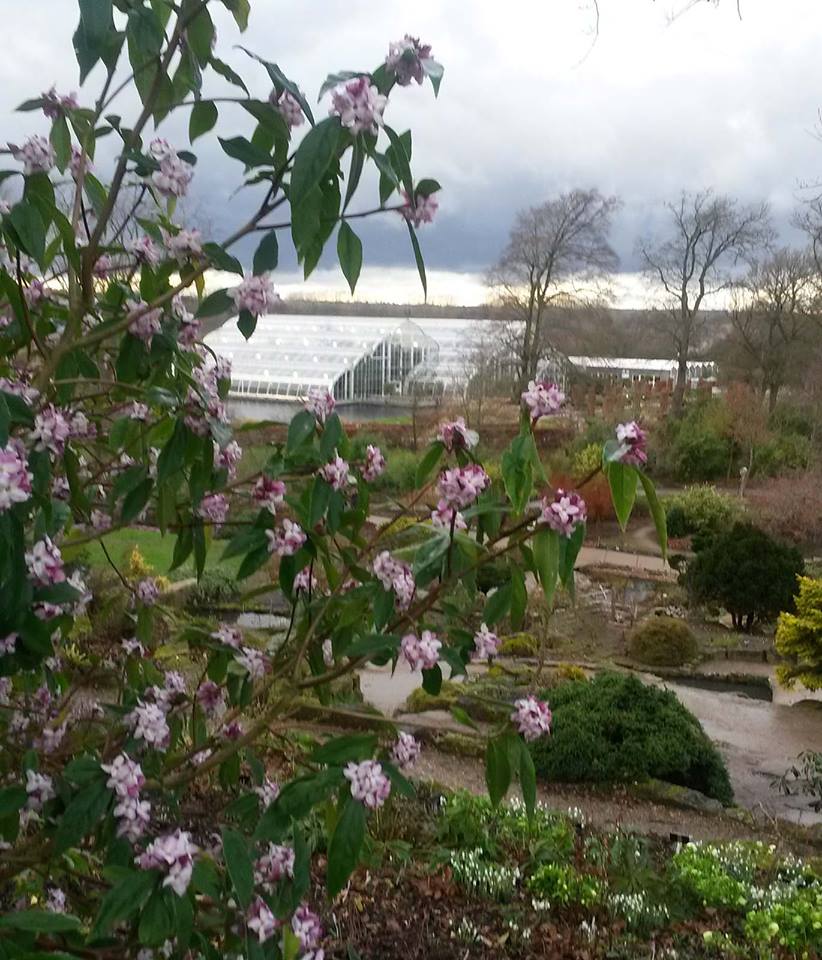Rain or shine, the fragrance from the Nepalese paper plant, Daphne bholua, will grab your attention - and they do it for months in winter.
Plenty to see on the Rock Garden, the Winter Walk and Battleston Hill.

Www.rhs.orguk/wisley