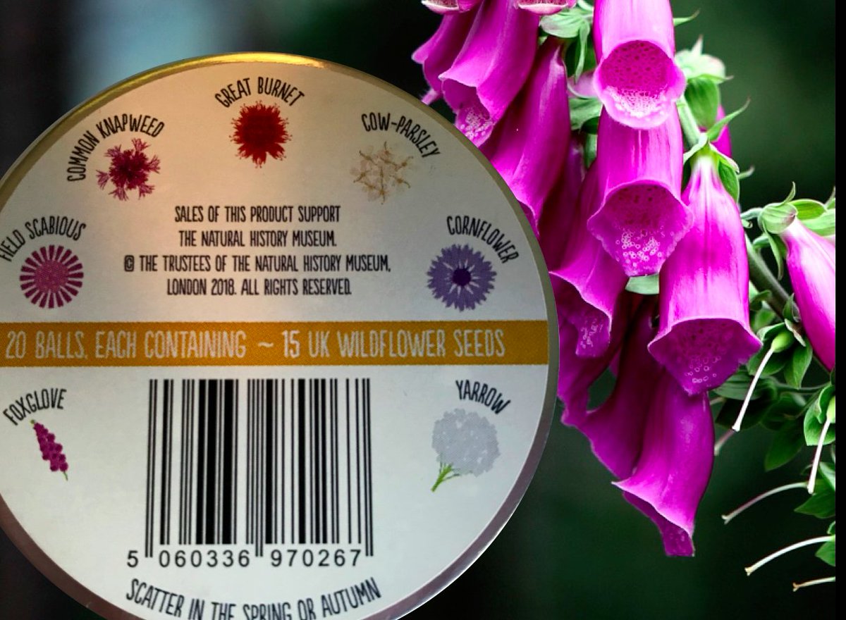 Plant these to help beetles in your garden seedball.co.uk/product/beetle… …