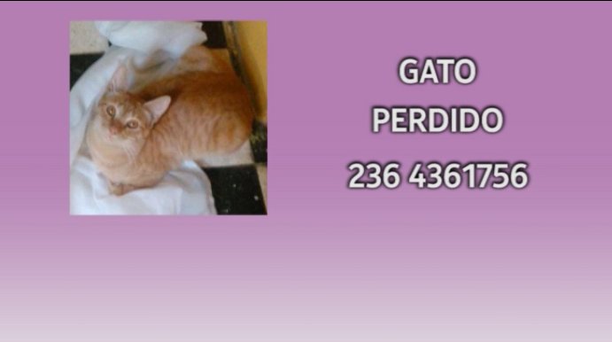 junintv's tweet photo. JUNÍN TV CANAL 10 y BALANCEADOS JUNÍN INFORMAN: 
Estas son las mascotas perdidas y en adopción del día de hoy.
Podés reencontrar la tuya o adoptar una!!! 😀😍
https://t.co/mhrzk5soHw https://t.co/Jvfu5C40wN