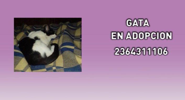 junintv's tweet photo. JUNÍN TV CANAL 10 y BALANCEADOS JUNÍN INFORMAN: 
Estas son las mascotas perdidas y en adopción del día de hoy.
Podés reencontrar la tuya o adoptar una!!! 😀😍
https://t.co/mhrzk5soHw https://t.co/dfsXPYoY8m
