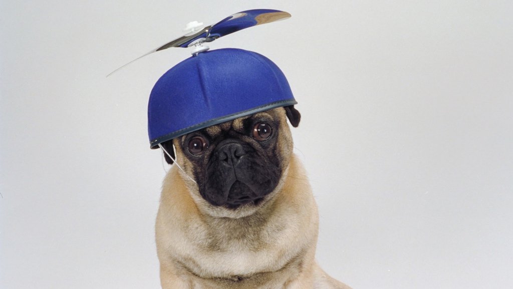 creativecr's tweet image. Pugs, the drip, and the Super Bowl creativecreativity.com/2018/02/01/pug…