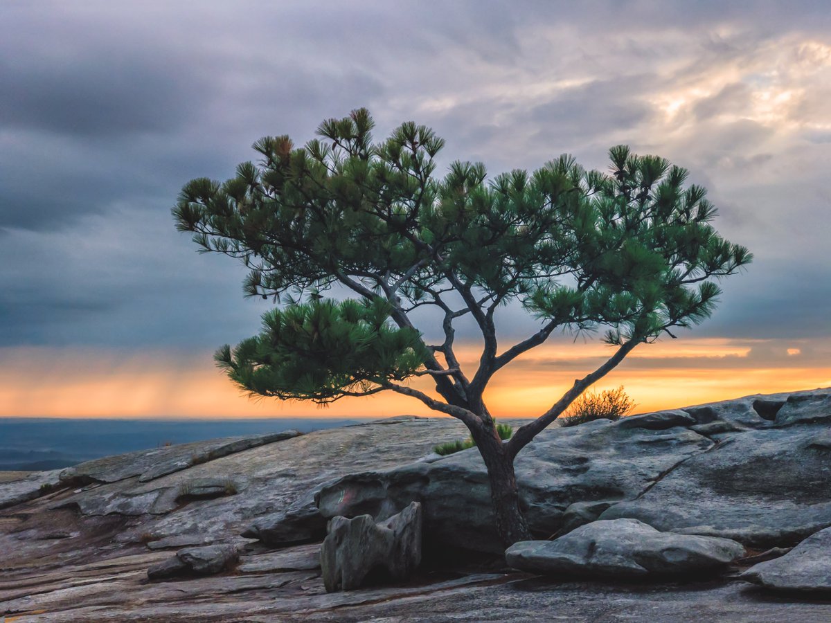 Lil’ Loblolly
A stunted loblolly pine at top of Stone Mountain in Atlanta.
#binded #stormhour #ThePhotoHour #iphoneography